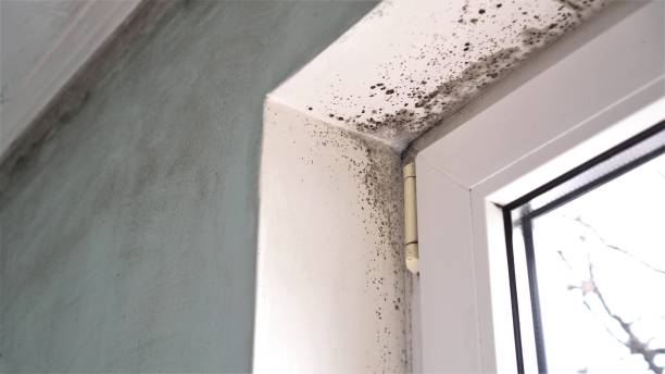 Best Mold Remediation Experts  in Crenshaw, MS