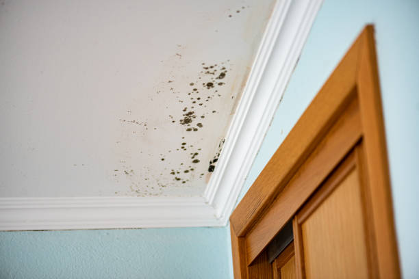 Best Mold Damage Repair  in Crenshaw, MS