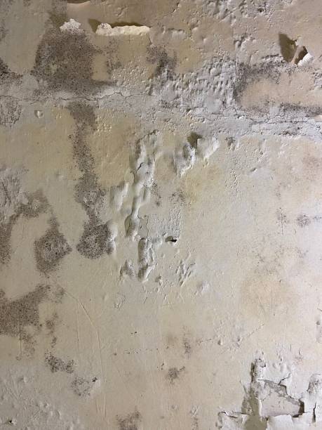 Best Mold Testing  in Crenshaw, MS