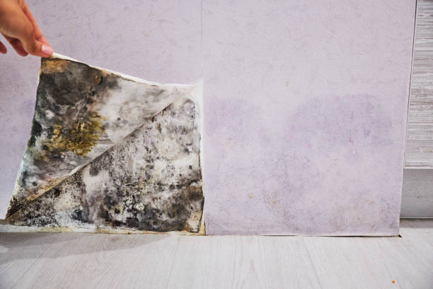 Best Mold Cleaning Services  in Crenshaw, MS